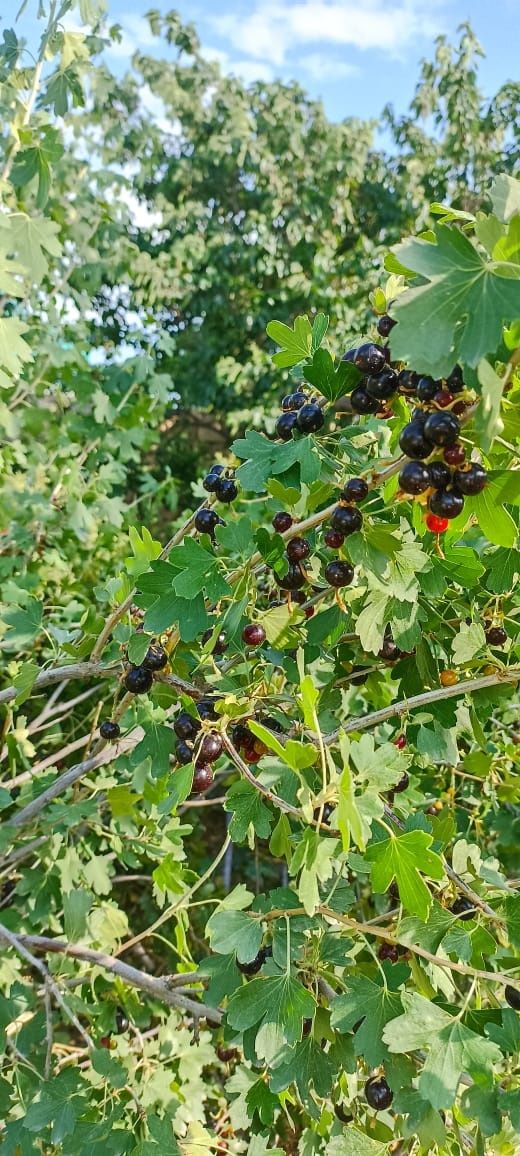 Смородина   кустовая