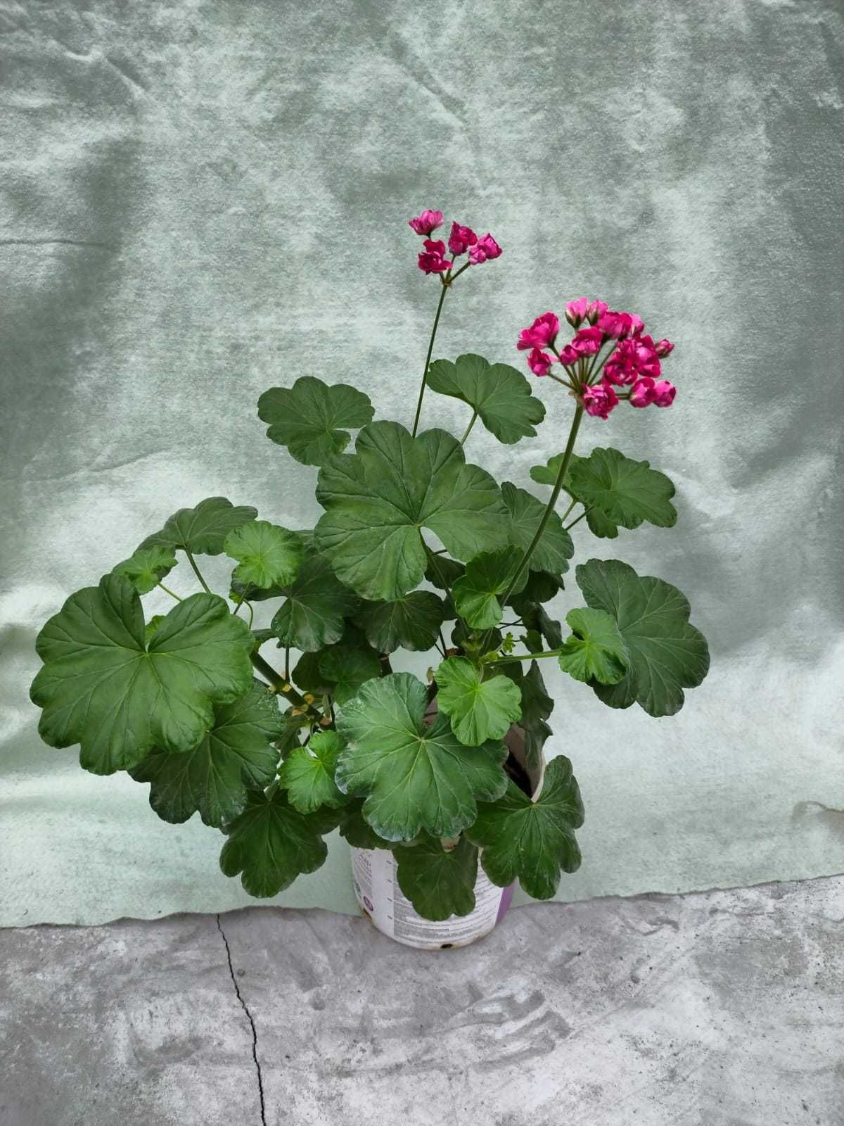 Комнатное растение Герань Пеларгония сорт Langeland Rosen