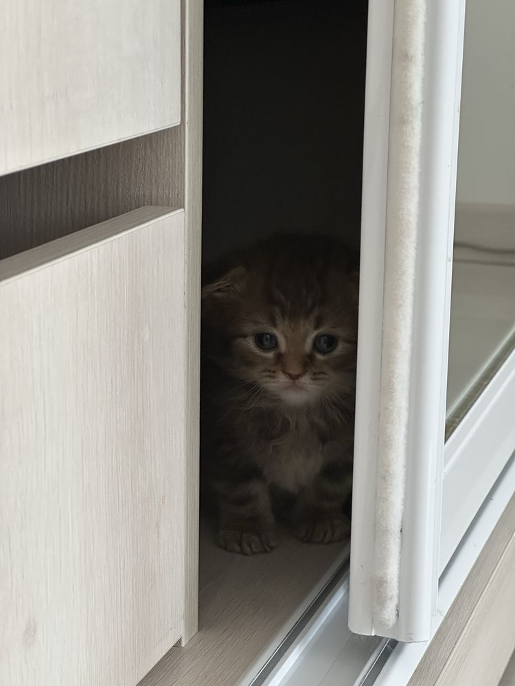 Продам котёнка с полным комплектом в добрые руки