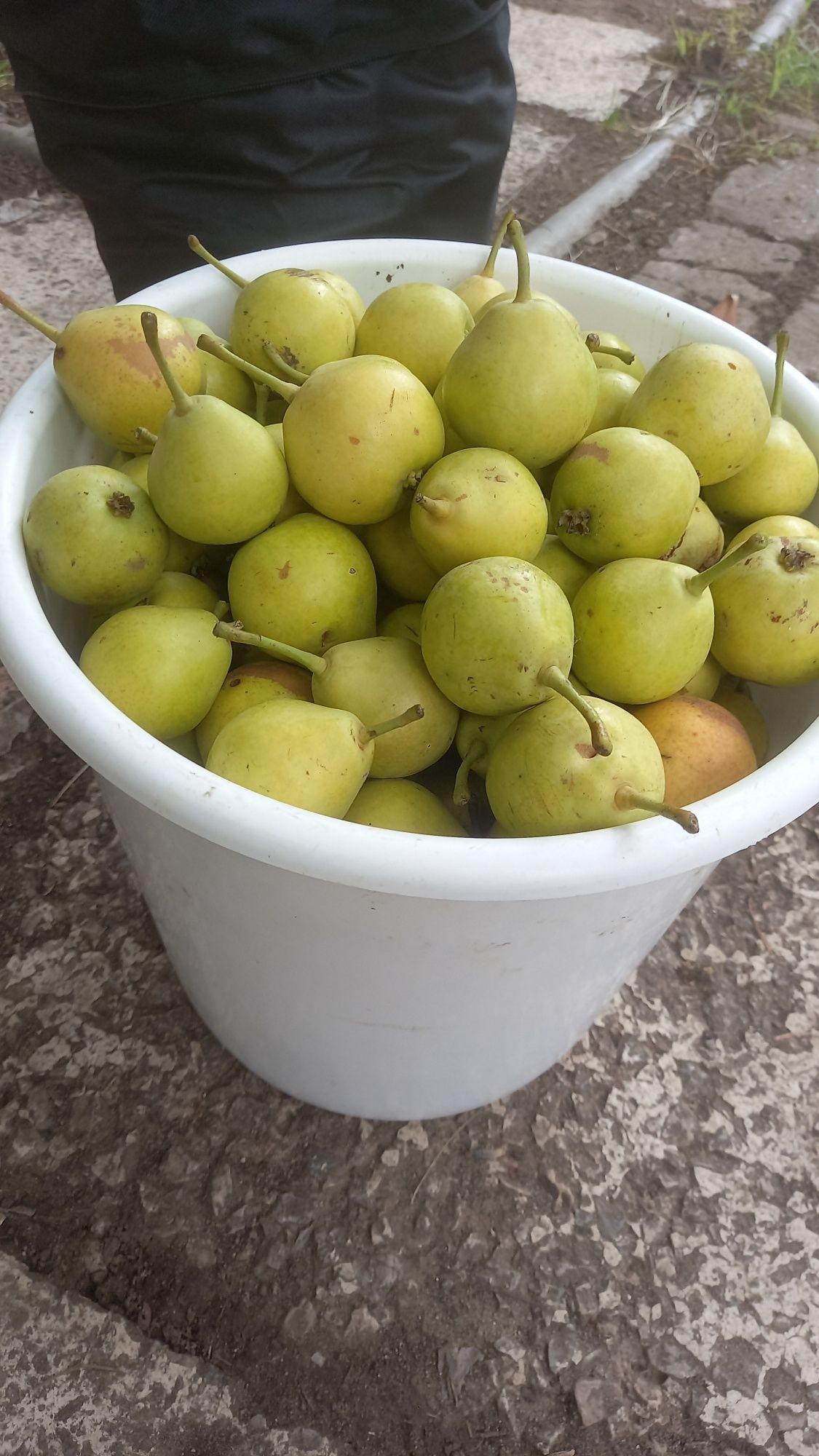 Груша садовая вкусная не совсем крупная
