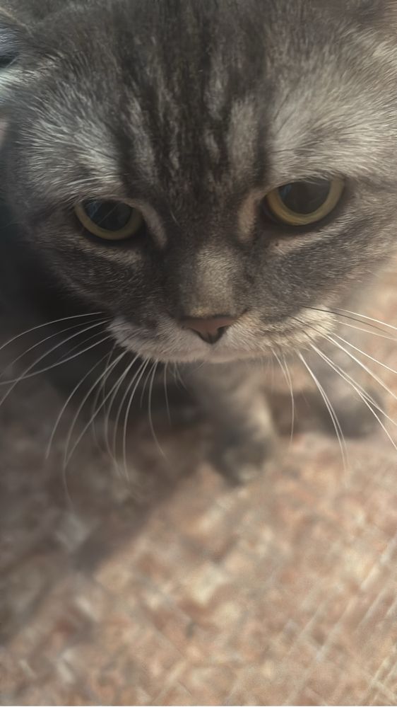 Кошка британская