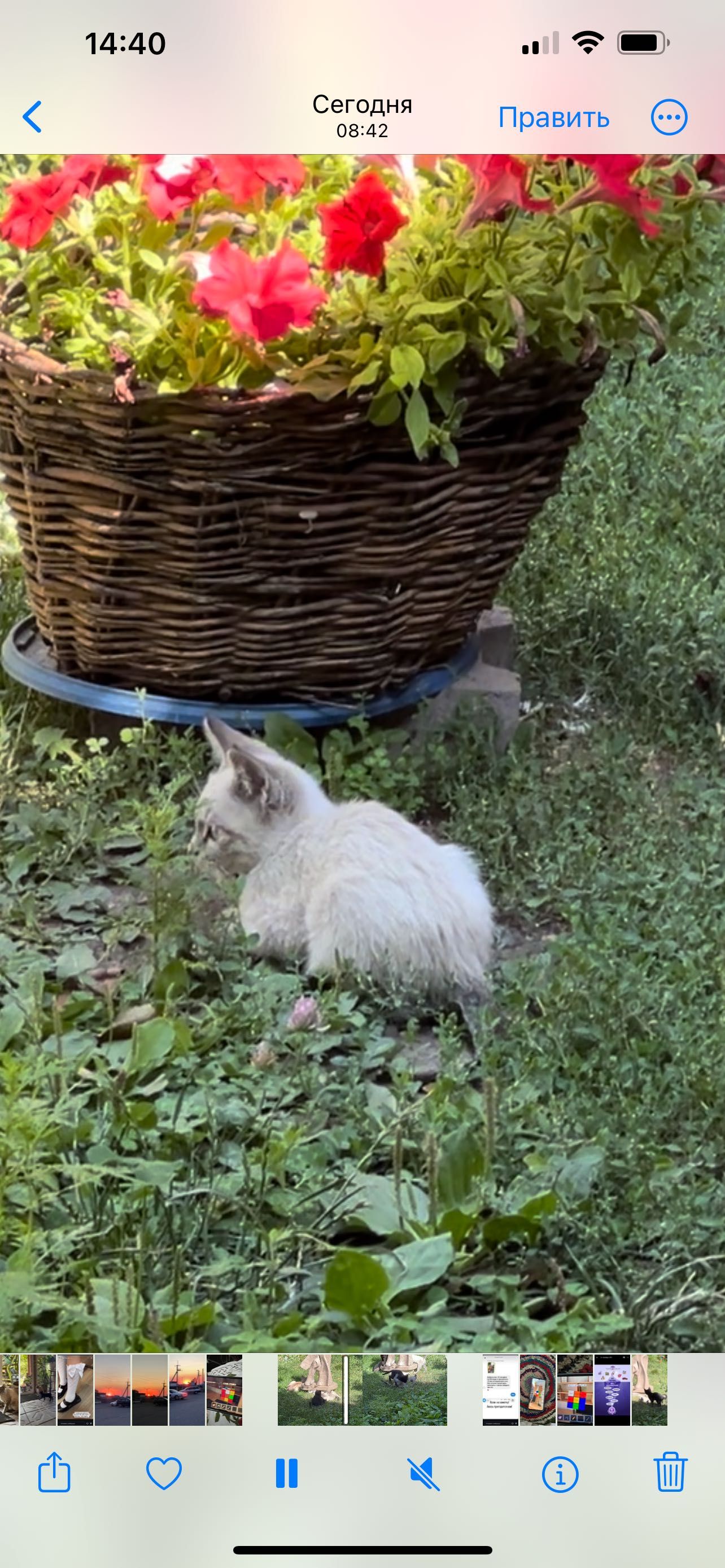 Отдам котят в хорошие руки