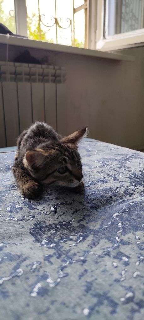 Милый котёнок ищет дом