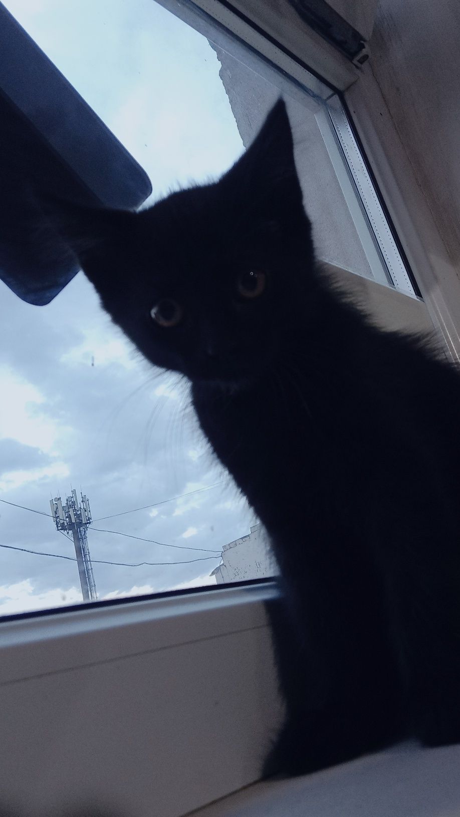 отдадим бесплатно котят