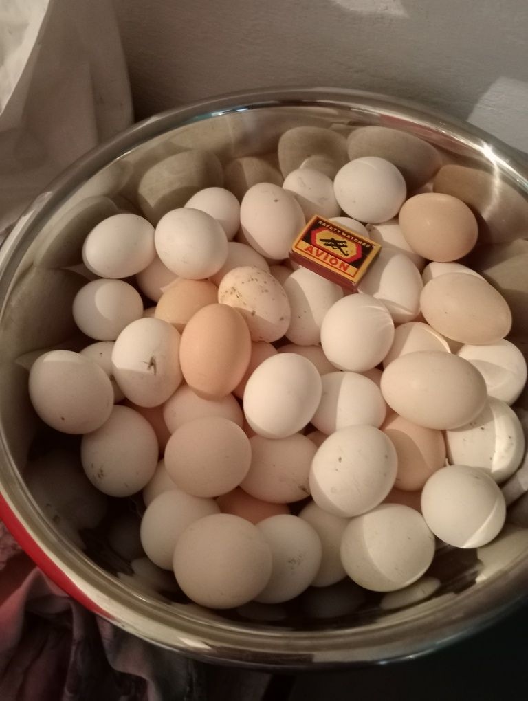 Яйца домашних кур.