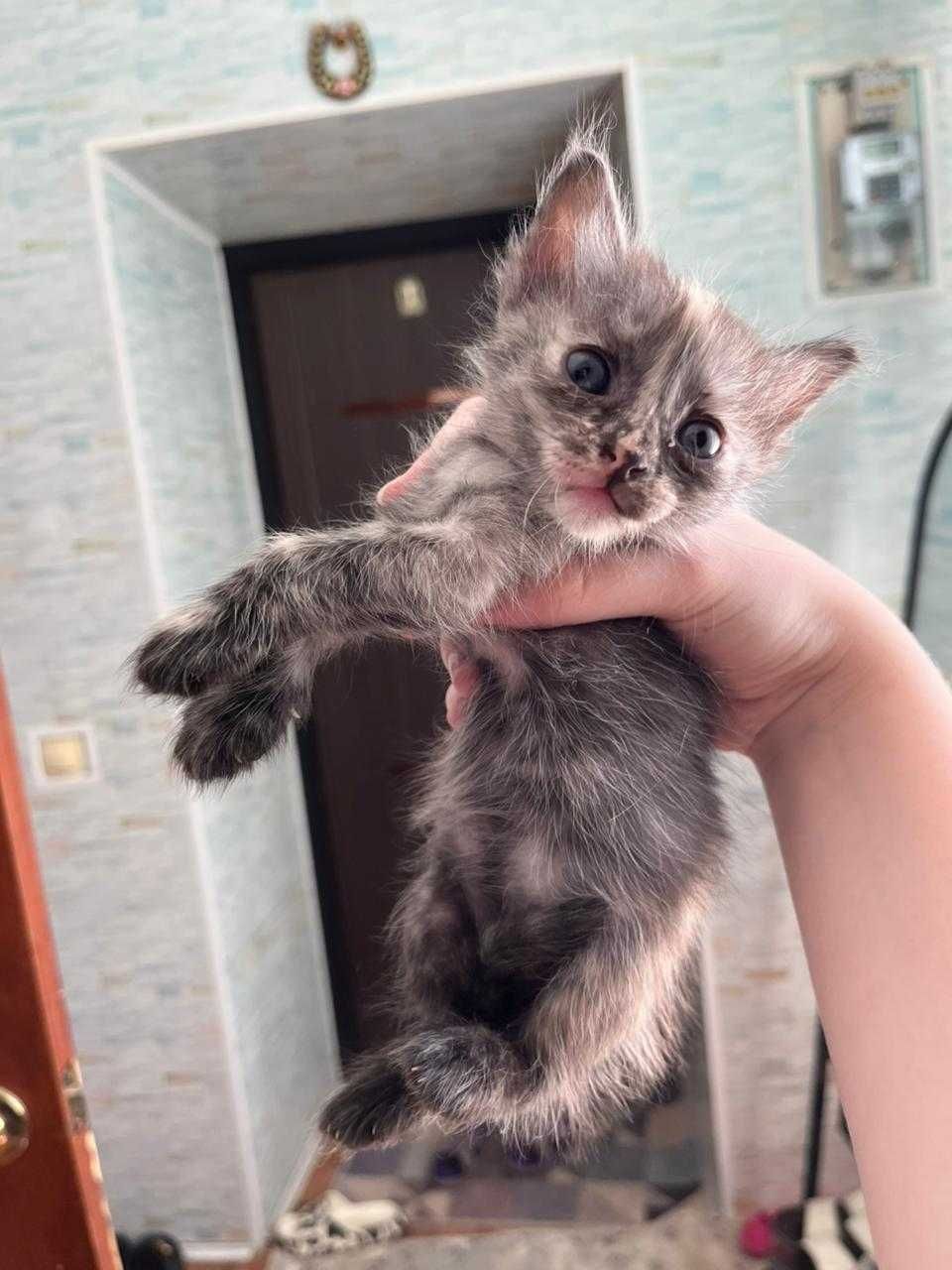 Отдам котят в добрые руки бесплатно