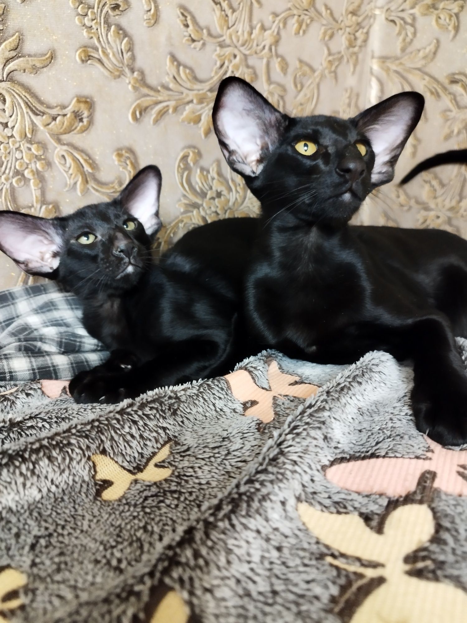 Ориентальные котята экстрим