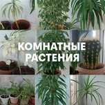 Комнатные растения