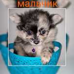 Померанские шпицы мальчики миники в типе мишка.Доставка по РК
Родилась