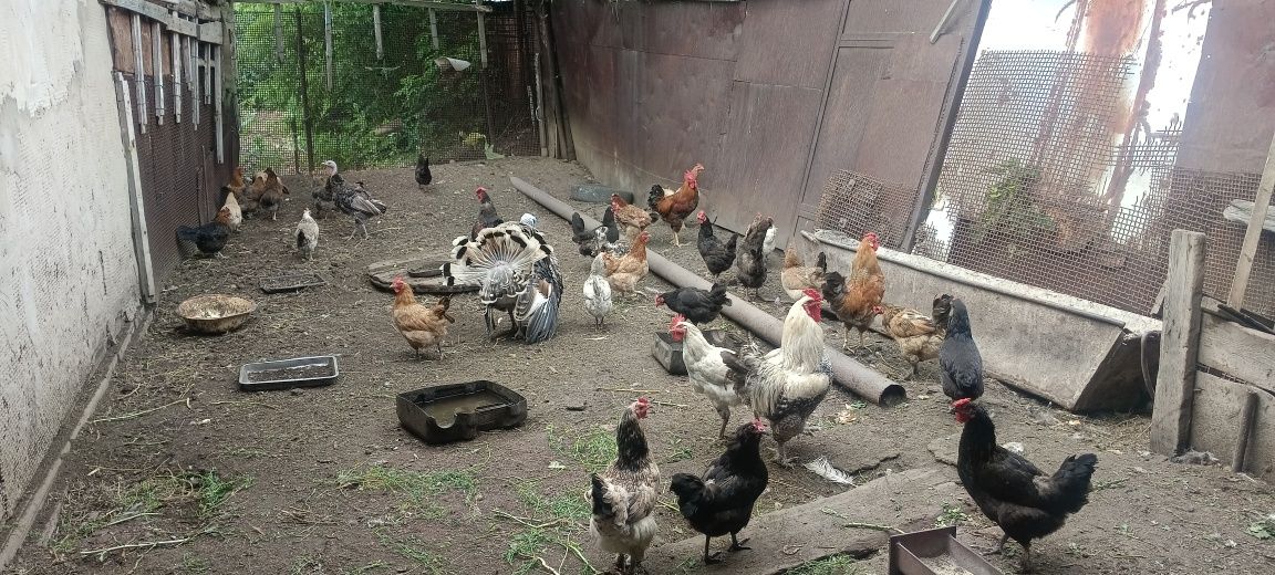 Продам курей петухов