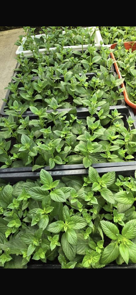 Продам саженцы мяты -6 сортов