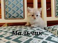Котята - бесплатно, отдам в добрые руки!