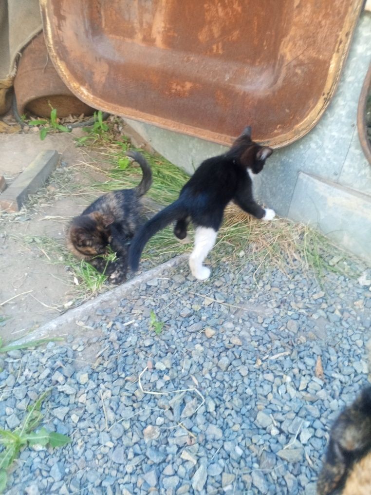 Отдам красивых котят