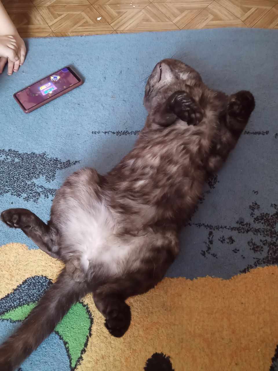 Продам кота 《Шотландский вислоухий》