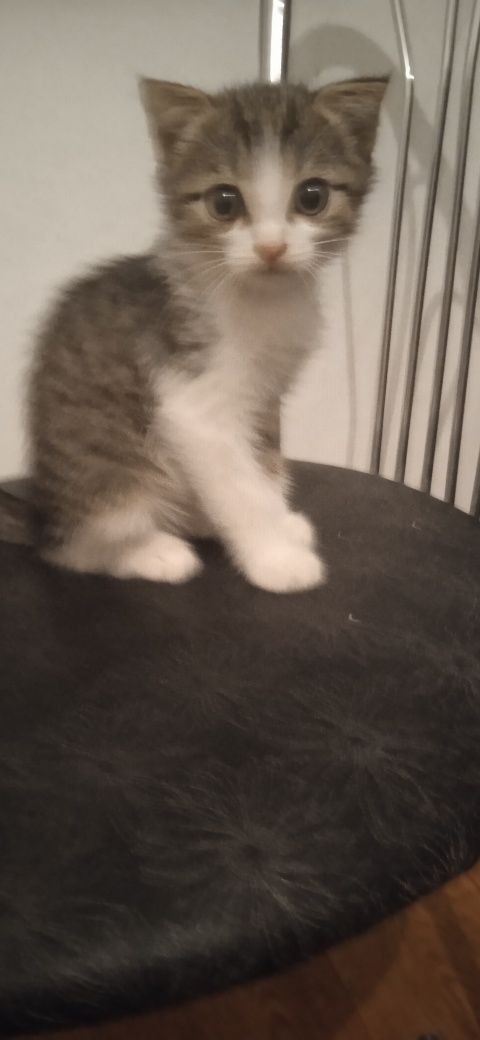Отдам Котенка,веслоухого
