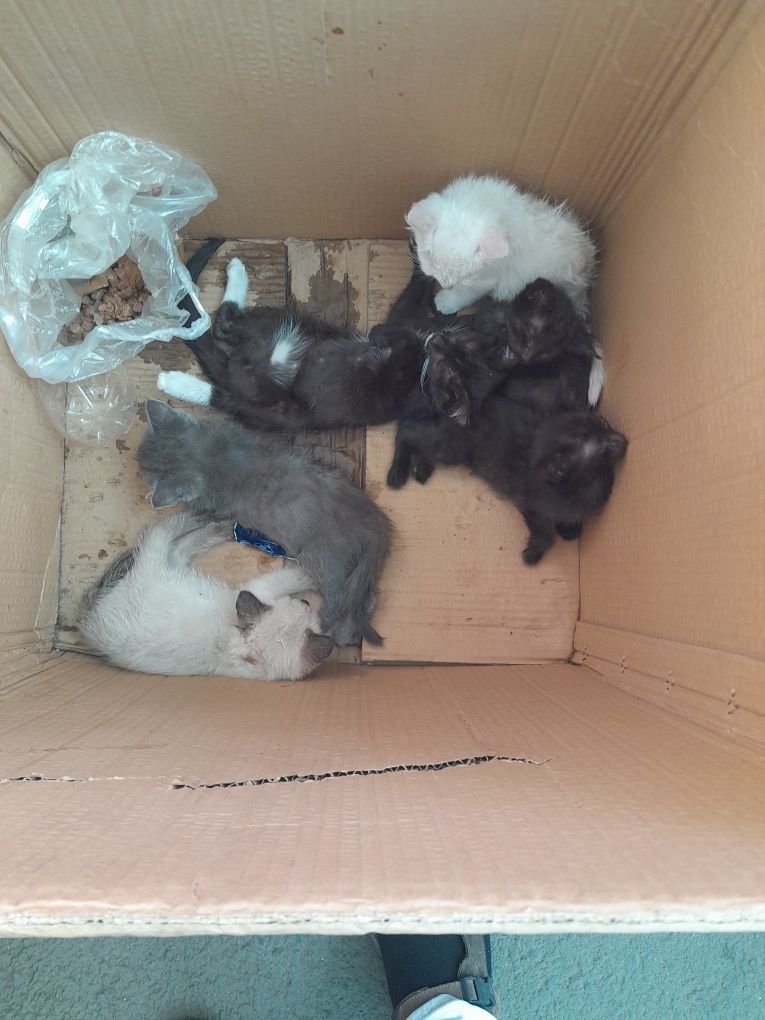 Котята 2,5 и 1 месяц