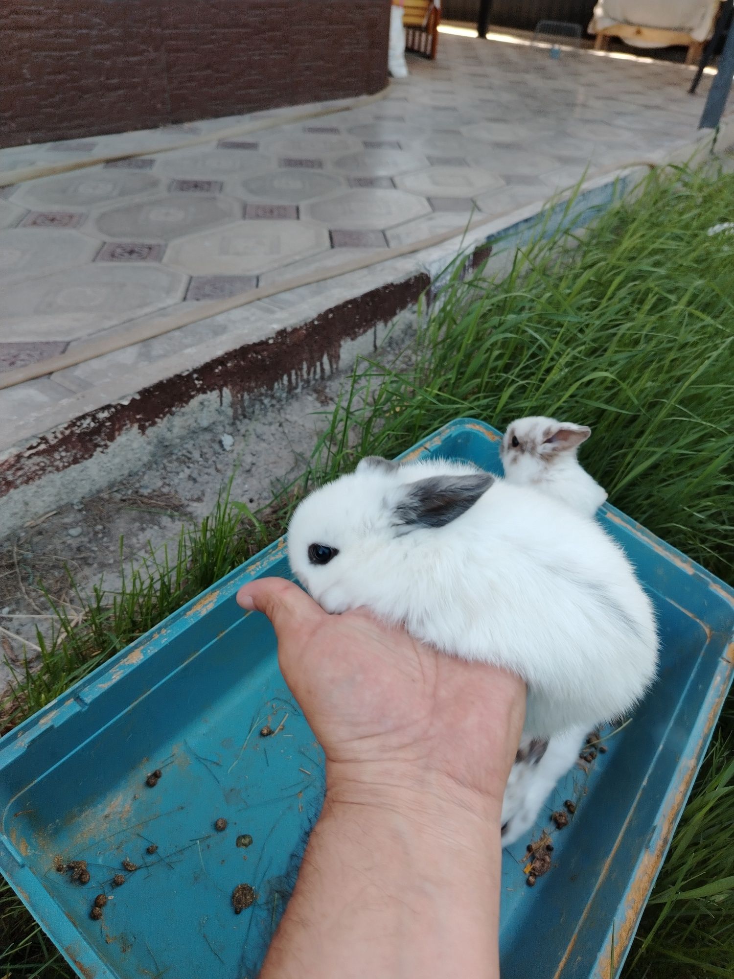 Продам декоративных кроликов. Пародистые.
