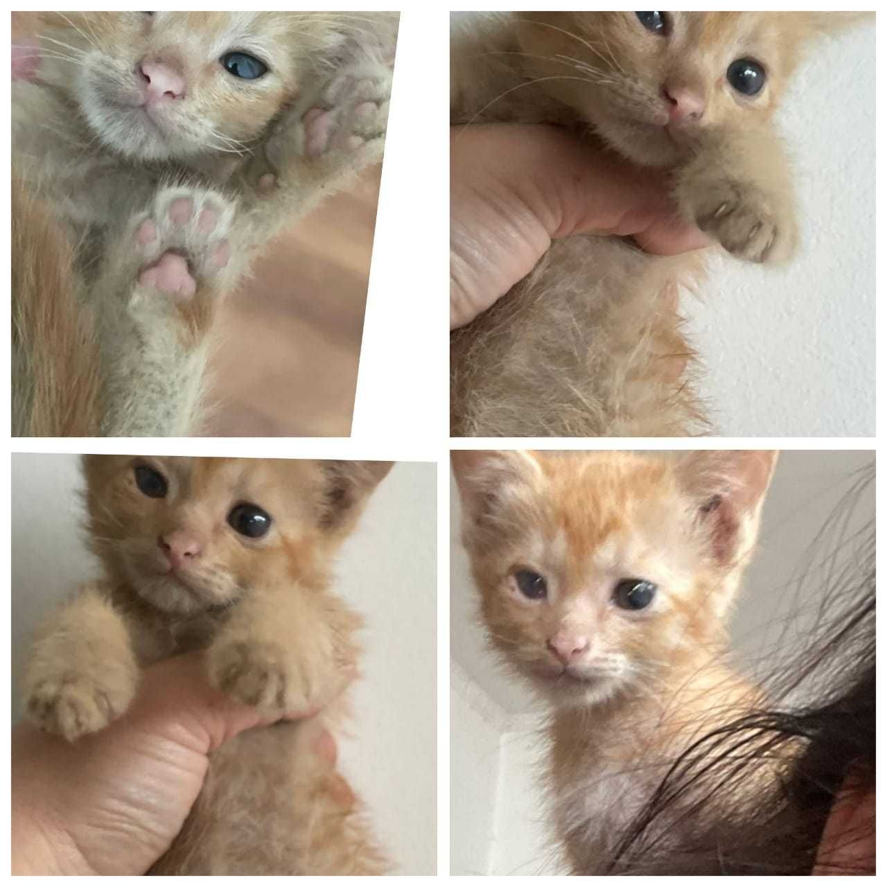 котенок 2 месяца бесплатно