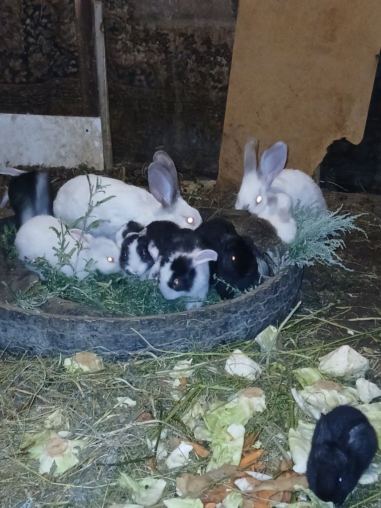 Продам домашний  кролики