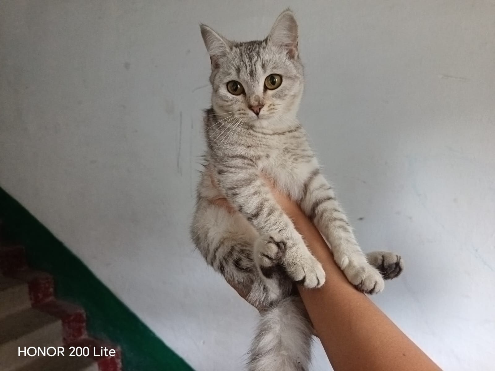 Отдаем котят в добрые руки