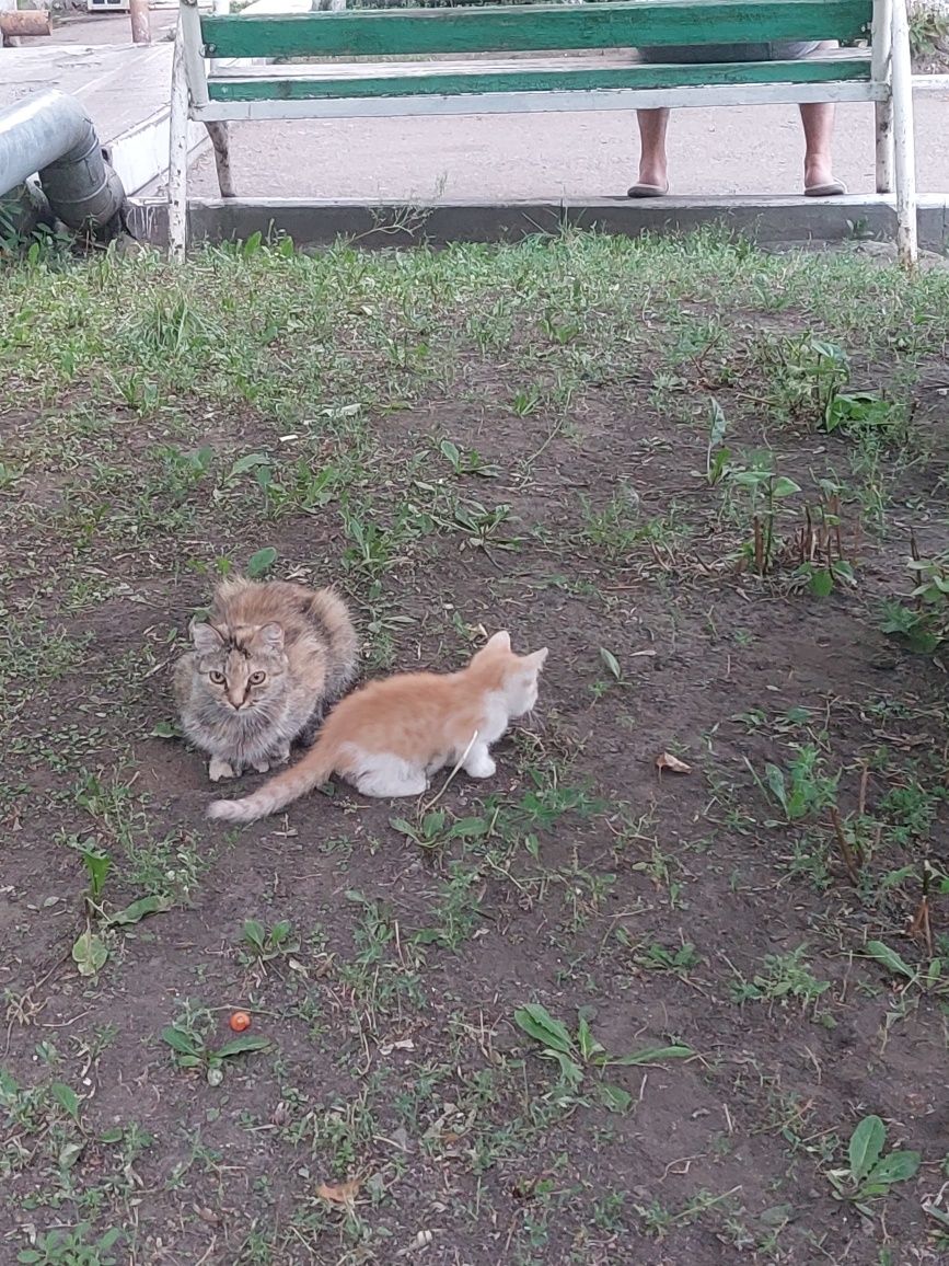 2 котенка в добрые руки