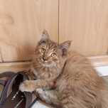 Котенок- девочка