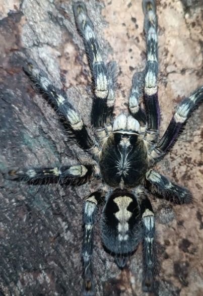 Пауки Самка poecilotheria subfusca highland