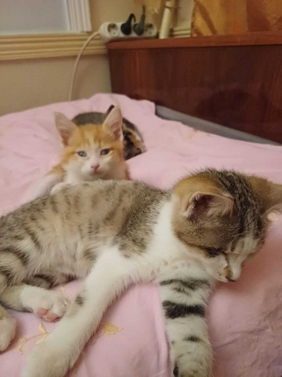 Котята в добрые любящие руки