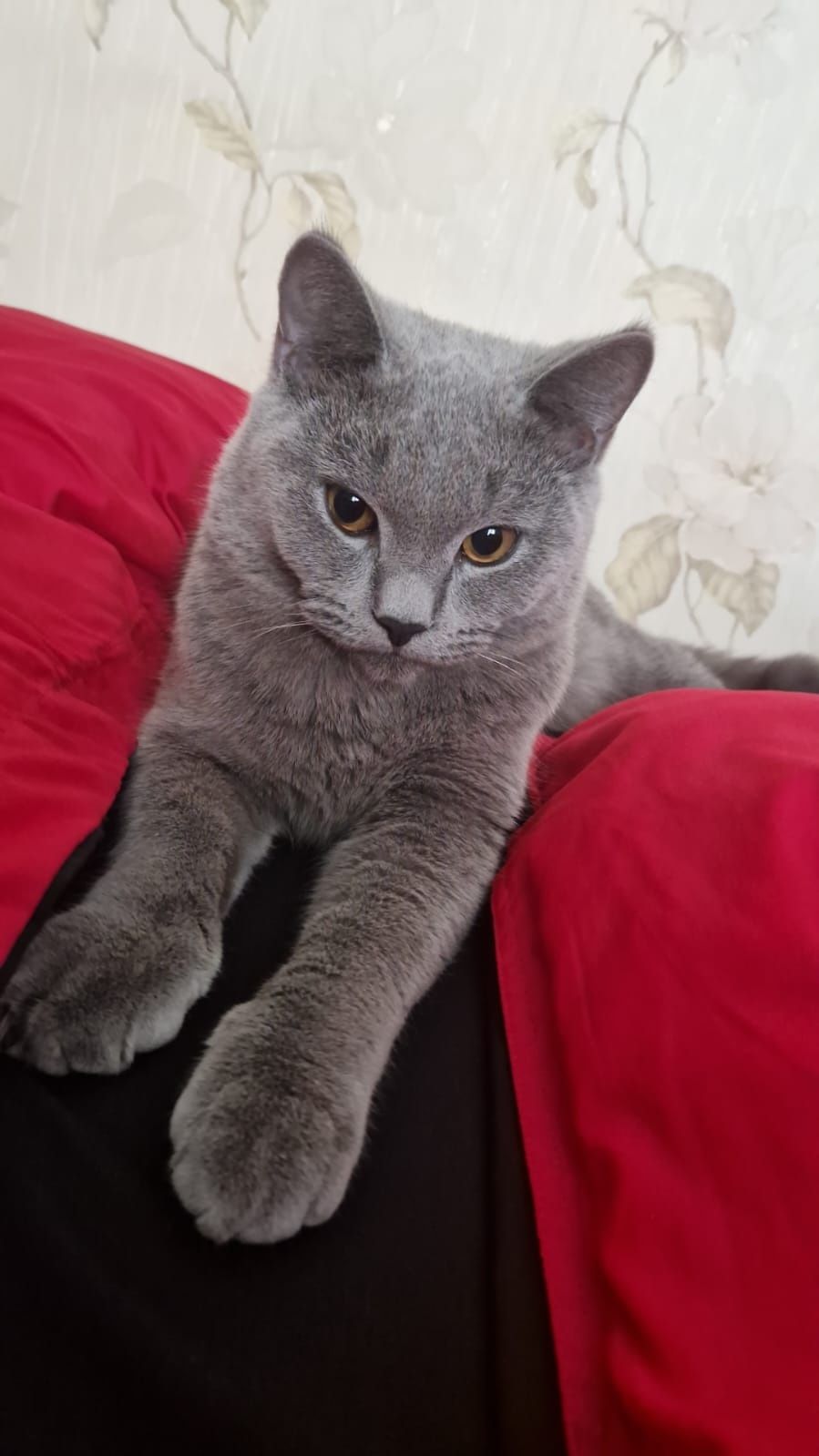 Веслоухий шотландец ищет кошку