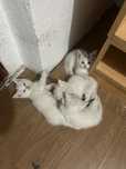 Отдаю котят в добрые