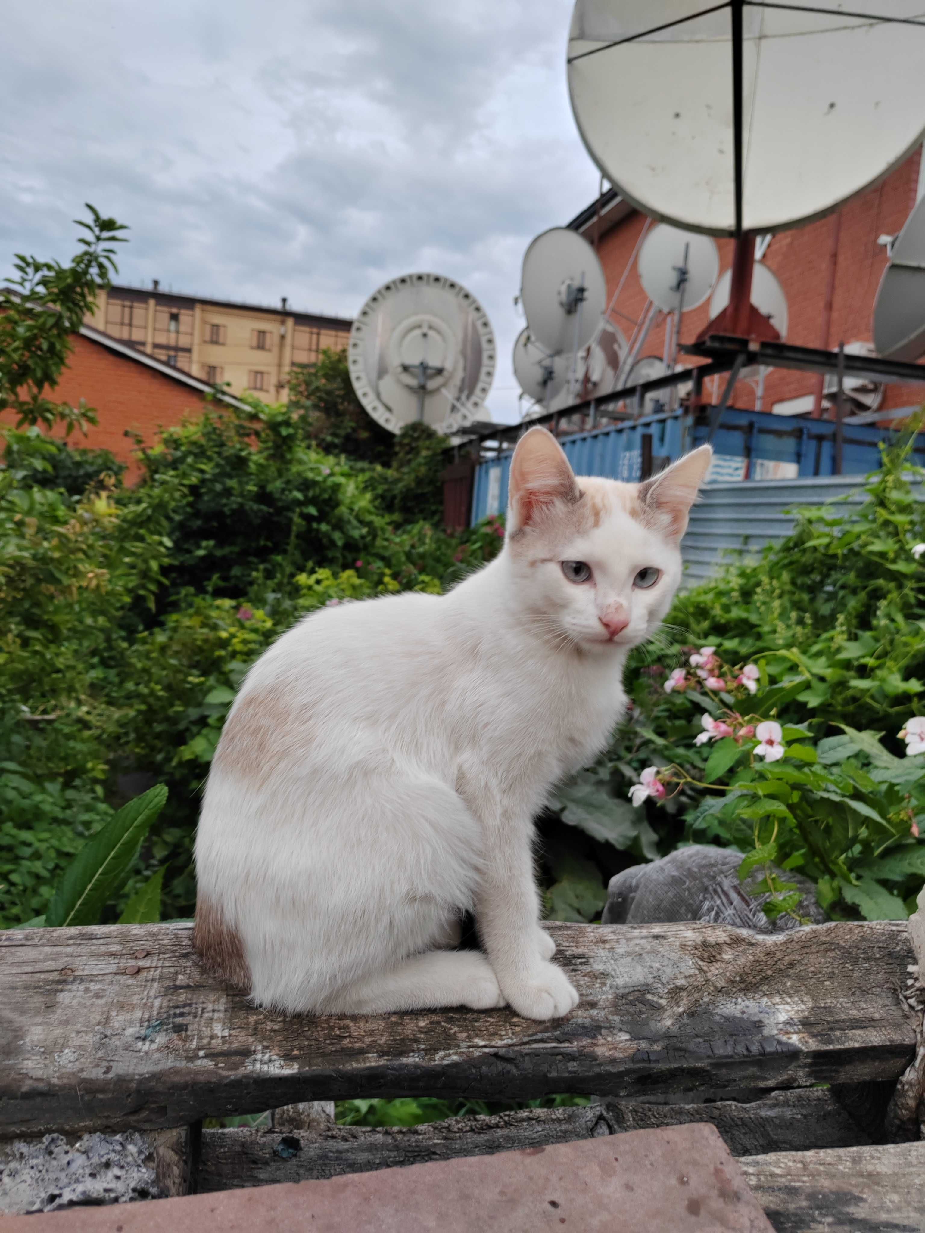 Котята на усыновление