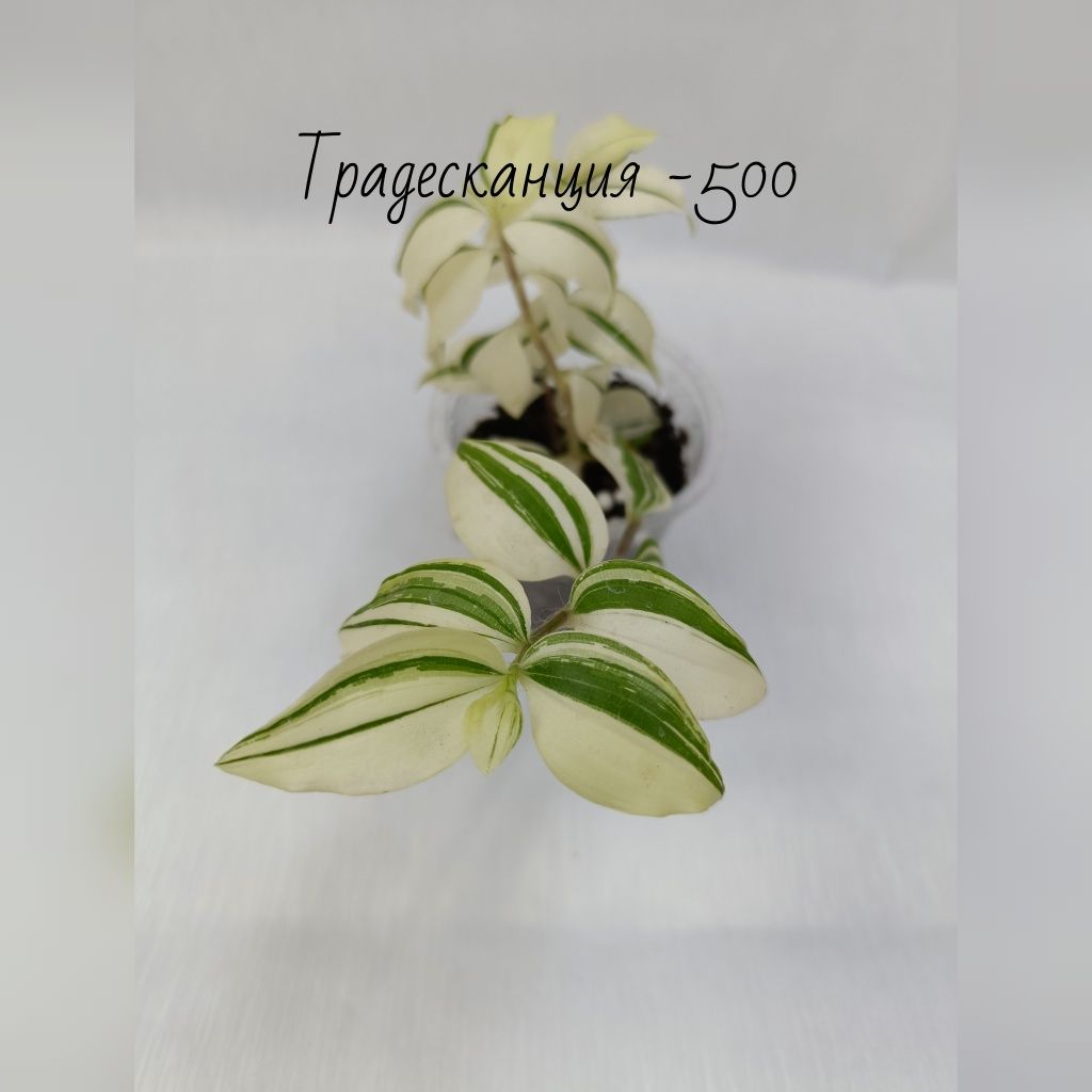 Комнатные растения/цветы.