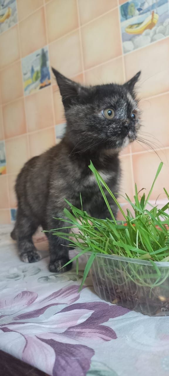 Кошечка ищет дом..