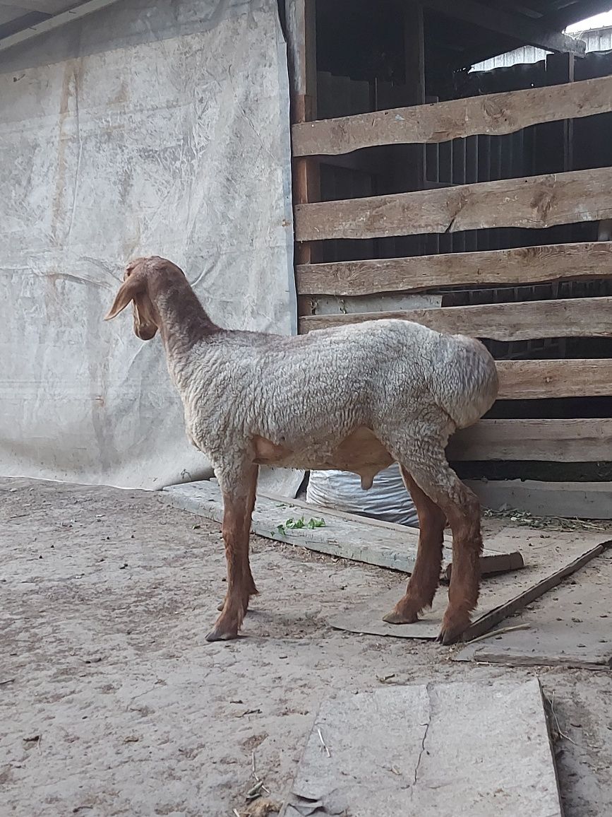 Продам гисар арашан 4 месяцев