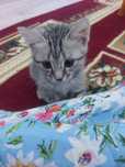 котенок продается