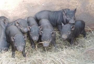 Продам поросят вьетнамской породы