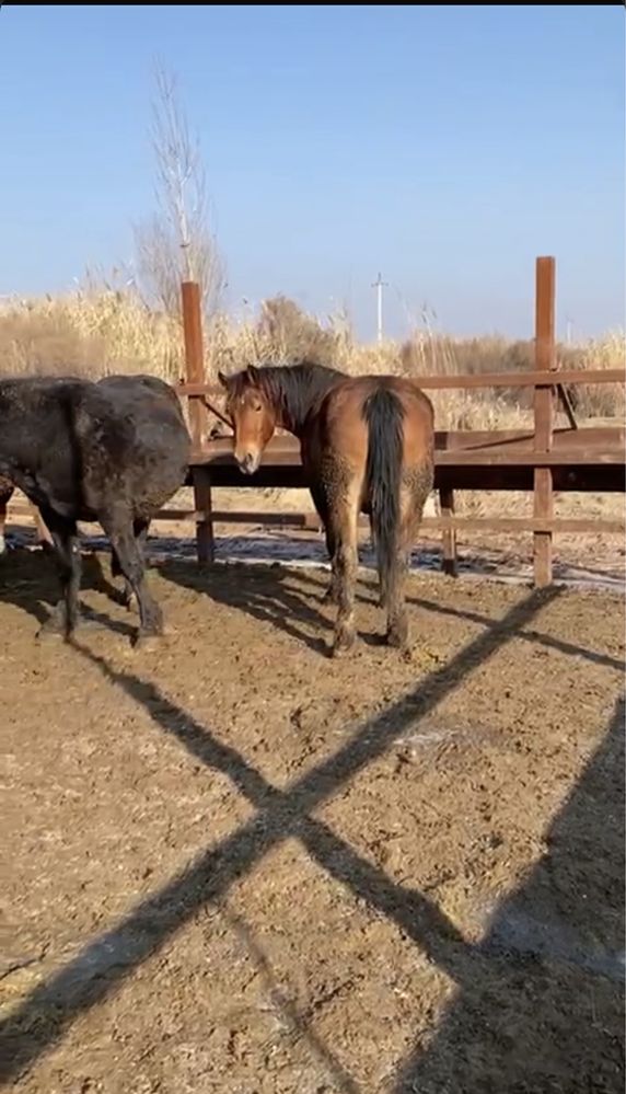 Жылқы еті, жіліктеп , туша , доставка Каспий Ред