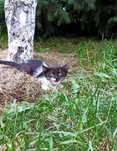 Котёнок, девочка. Красивая