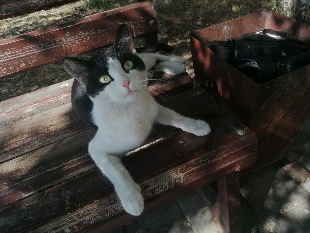 Ласковый котейка