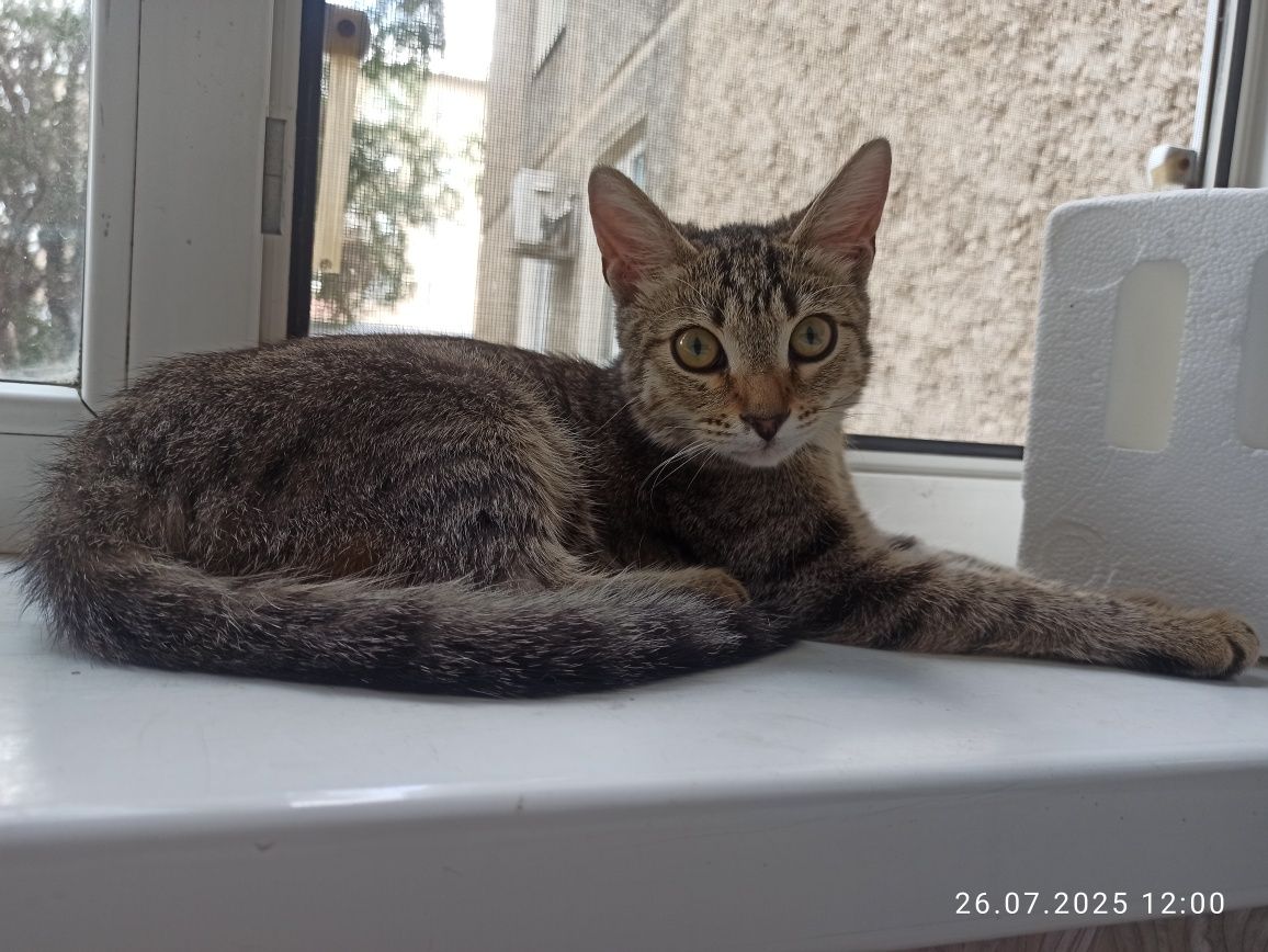 Котёночек в добрые руки