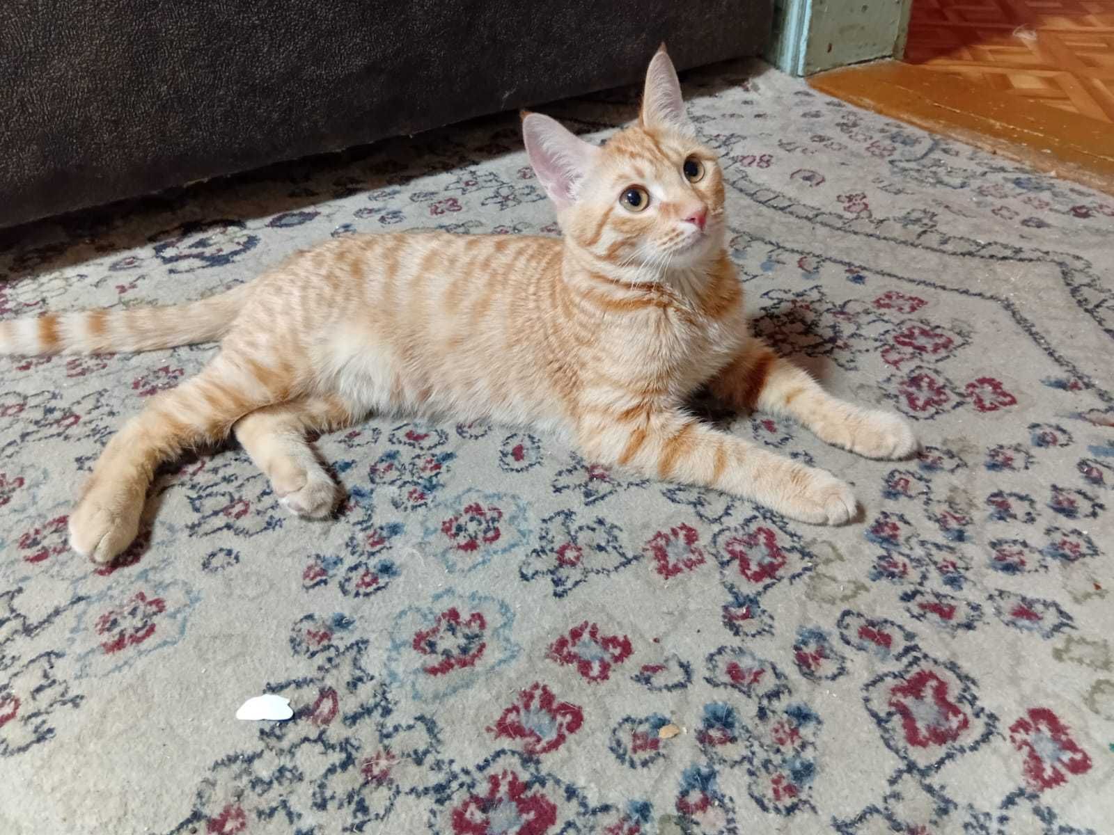 Котята ответственным людям