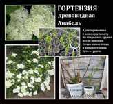 Продам Гортензию Анабель, древовидная. А так же многолетние цветы.