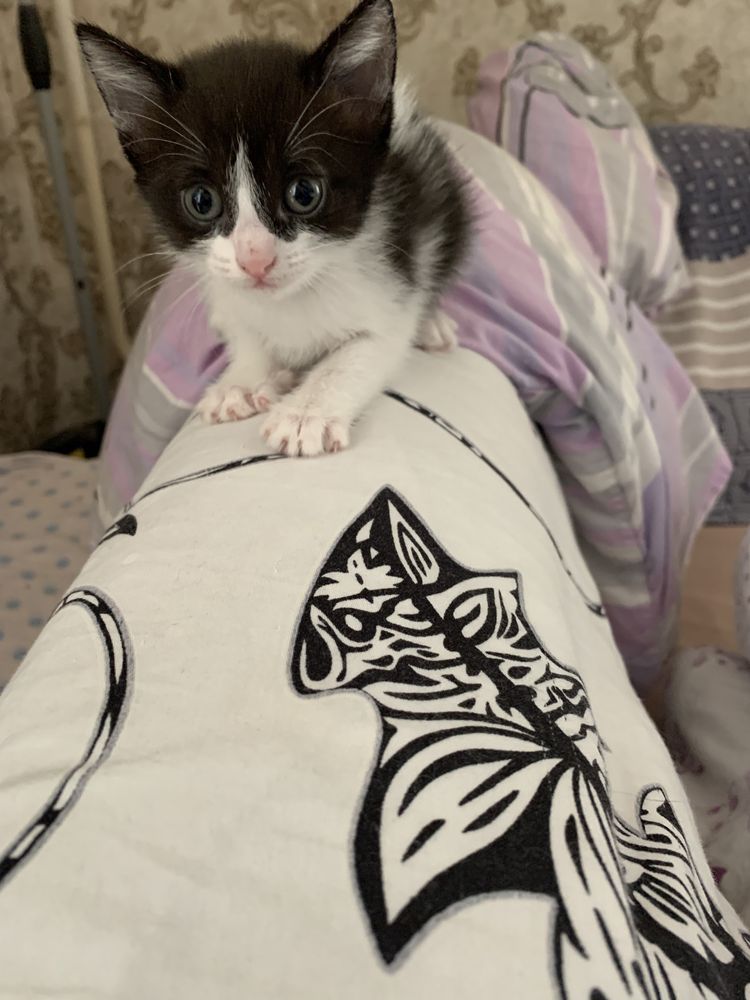 Милая трехцветная кошечка, 2.5 месяца