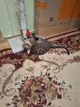 Вязка кот Бенгальский