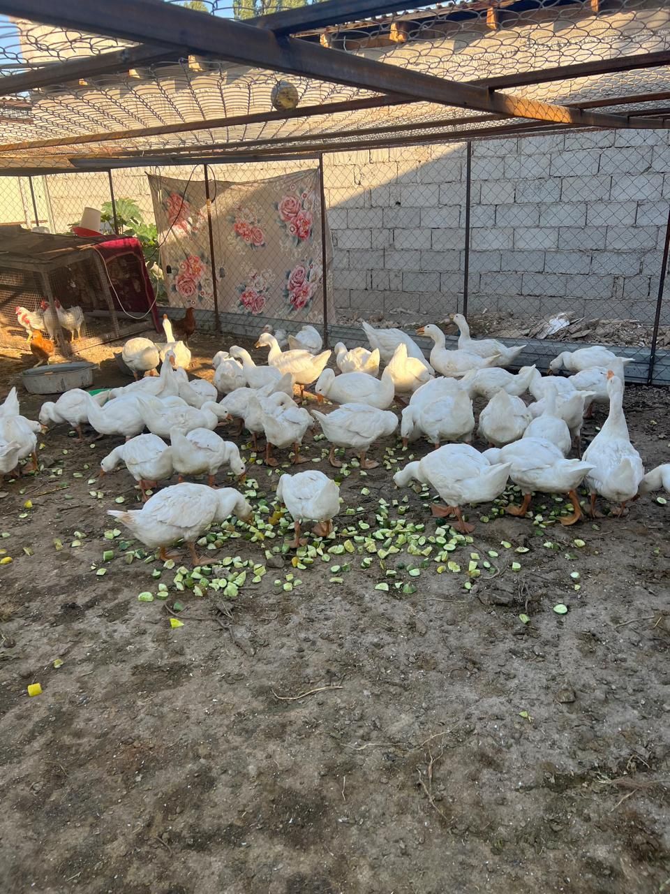 Продам гусей Губернатор