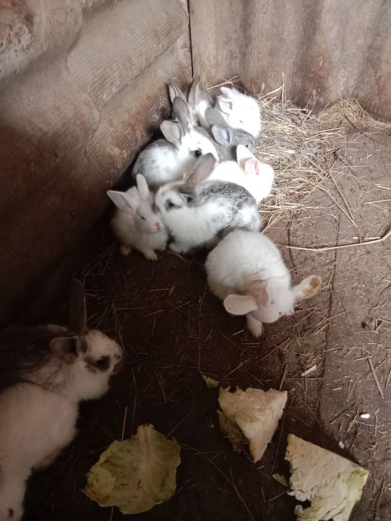 Продам кроликов разных возрастов.