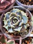 Echeveria Эхеверия разные