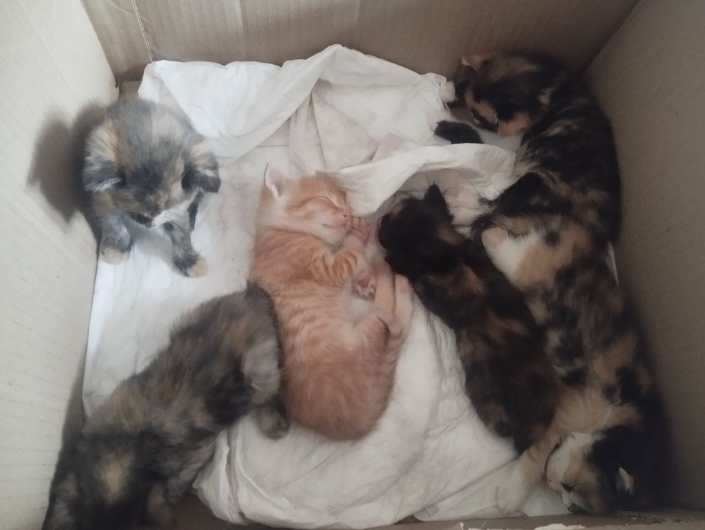 Раздаю котят срочно