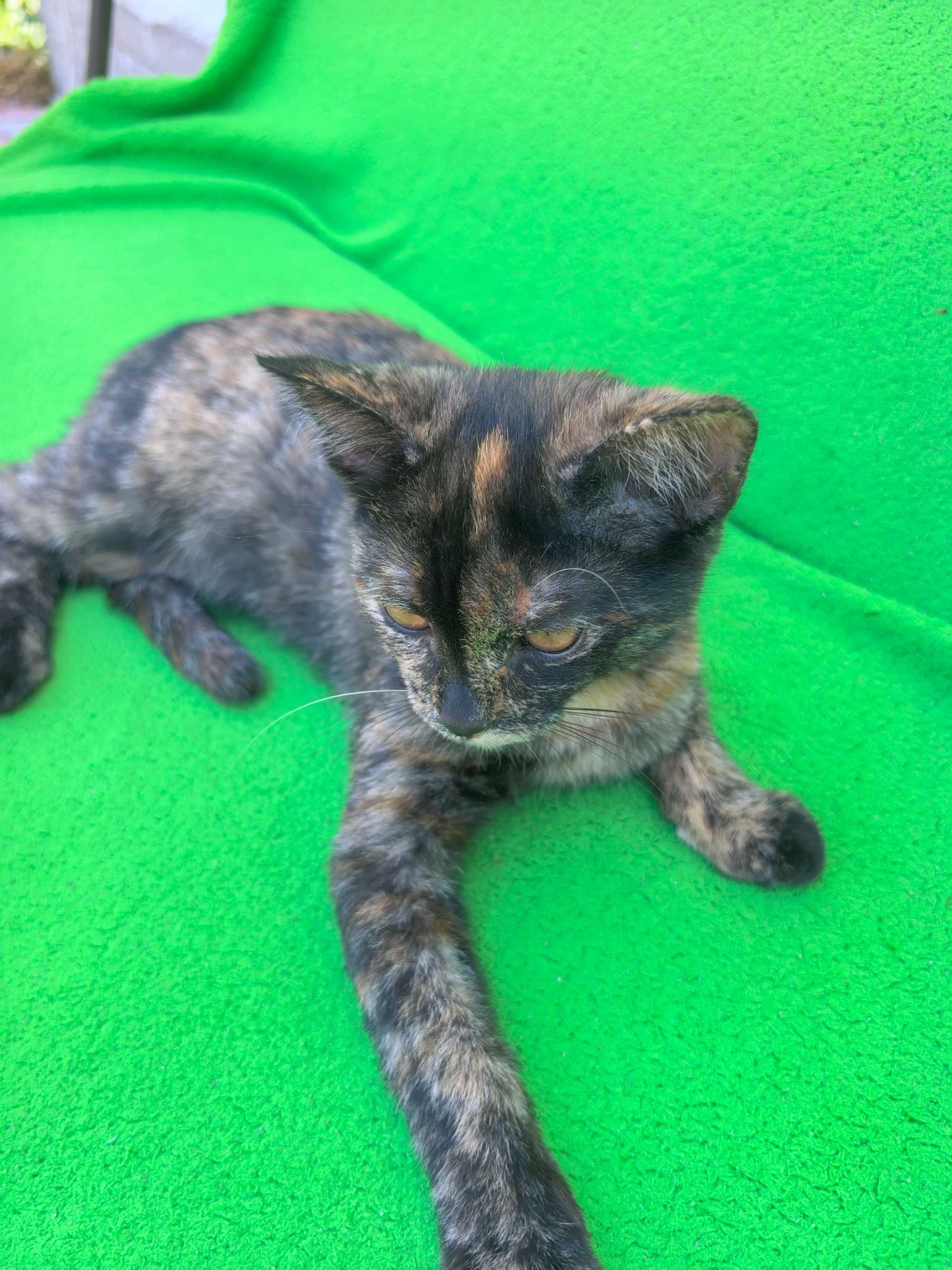 Котята крысоловы