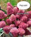 Продам гортензии метельчатые .